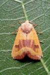 Atethmia centrago