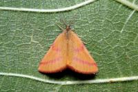 Lythria purpuraria