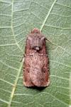 Agrotis bigramma