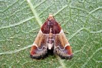 Pyralis farinalis