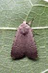 Caradrina flavirena