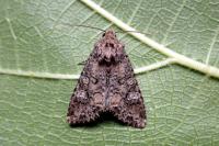 Mamestra brassicae