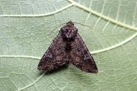 Mamestra brassicae