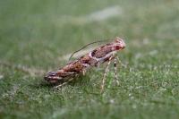 Acrocercops brongniardella