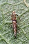 Acrocercops brongniardella