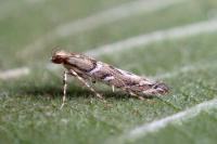 Acrocercops brongniardella