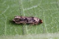 Niditinea fuscella
