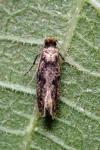 Niditinea fuscella