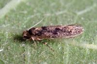 Niditinea fuscella