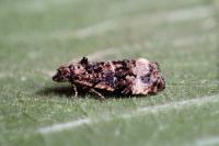 Endothenia