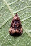 Endothenia