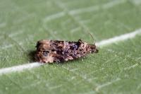 Endothenia