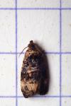 Endothenia