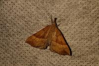 Hypena proboscidalis