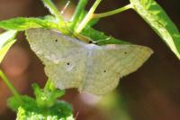Scopula immutata