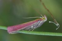 Oncocera semirubella