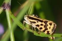 Emmelia trabealis