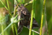 Autographa gamma