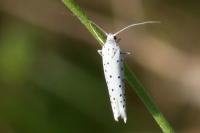 Yponomeuta