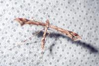 Amblyptilia acanthadactyla