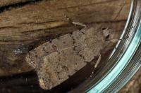 Caradrina clavipalpis