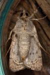 Caradrina clavipalpis