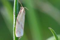 Clepsis pallidana
