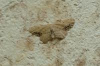 Idaea dimidiata