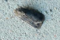 Agrotis bigramma