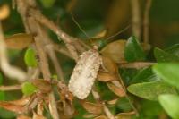 Agonopterix