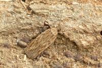 Depressaria