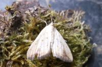 Evergestis extimalis