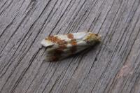 Aethes sanguinana