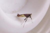 Caloptilia fidella