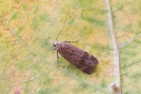 Pexicopia malvella