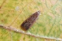 Helcystogramma triannulella