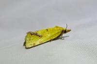 Agapeta hamana