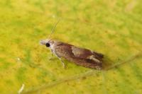 Eucosma conterminana