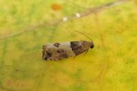 Gypsonoma aceriana