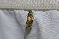 Celypha aurofasciana