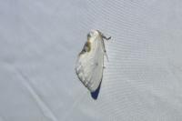 Cilix hispanica