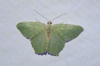 Hemithea aestivaria