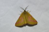 Lythria purpuraria