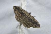 Philereme transversata