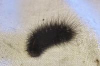 Spilosoma lubricipeda