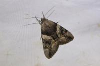 Catocala fulminea