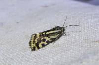 Emmelia trabealis
