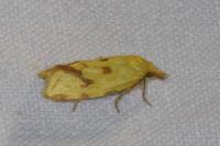 Agapeta hamana
