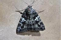 Catocala sponsa