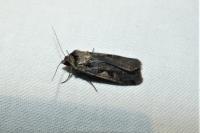 Xestia c-nigrum